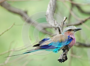 Birds of Africa: Lilacbreasted Roller photo