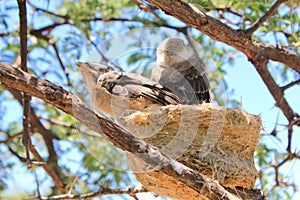 Birds from Africa - Shrike, Helmeted