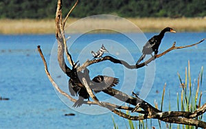 BIRDS- Africa- Two Cormorants Missed the Fish Caught by the Kingfisher