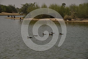 Birds at Al Qudra Lakes, Dubai photo