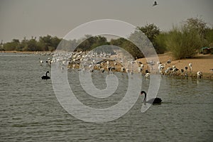 Birds at Al Qudra Lakes, Dubai photo