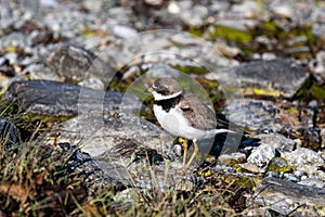 Birds of Alaska - Common Ringed Plover