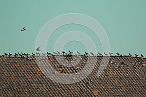 Birds aligned on a rooftop