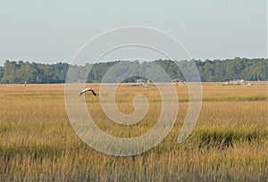Birds of all kinds can be spotted fishing in the Low Country marshes