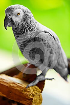 Birds, Animals. African Grey Parrot, Jako. Travel, Tourism. Thai