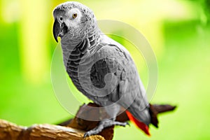 Birds, Animals. African Grey Parrot, Jako. Travel, Tourism. Thai