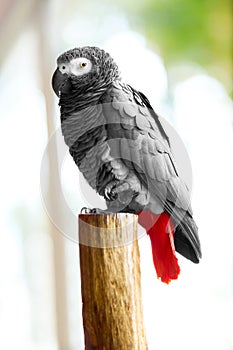 Birds, Animals. African Grey Parrot, Jako. Travel, Tourism. Thai