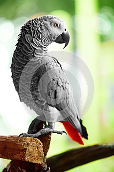 Birds, Animals. African Grey Parrot, Jako. Travel, Tourism. Thai