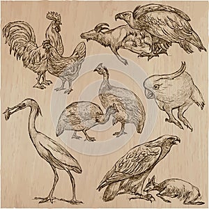 Birds. Animals around the World - An hand drawn vector pack. Lin