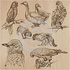 Birds. Animals around the World - An hand drawn vector pack. Lin