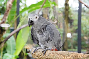 Birds, Animals. Closeup Portrait Of African Grey Parrot Psittacus Erithacus Or Jako. Travel To Thailand, Asia. Tourism.