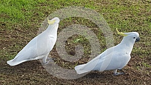 Birds and Animals - Cockatoos feeding in a park in Sydney NSW Australia