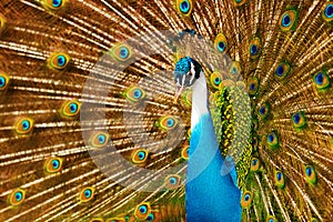 Birds, Animals. Peacock With Expanded Feathers. Thailand, Asia.