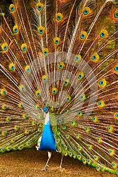 Birds, Animals. Peacock With Expanded Feathers. Thailand, Asia.