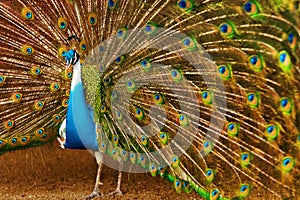 Birds, Animals. Peacock With Expanded Feathers. Thailand, Asia. photo