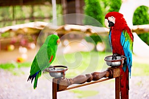 Birds, Animals. Red Scarlet Macaw, Green Solomon Island Eclectus Parrot.