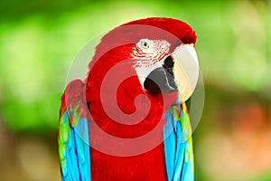 Birds, Animals. Red Scarlet Macaw Parrot. Travel, Tourism. Thailand, Asia.