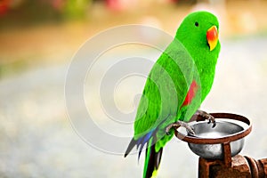 Birds, Animals. Solomon Island Eclectus Parrot. Travel, Tourism.