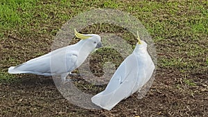 Birds and Animals - Two cockatoos looking for food in the park in Sydney NSW Australia