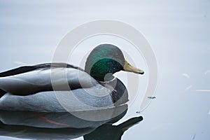 Birds and animals in the wild. An amazing grunt duck swims in a lake or river with blue water under the sunlight landscape. Close