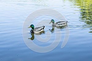 Birds and animals in wildlife. Amazing mallard duck family view