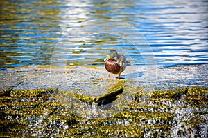 Birds and animals in wildlife. Amazing mallard duck swims in lake or river with blue water under sunlight landscape. Closeup