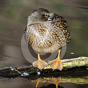 Birds and animals in wildlife. Amazing mallard duck swims in lake or river with blue water under sunlight landscape. Closeup persp