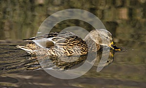 Birds and animals in wildlife. Amazing mallard duck swims in lake or river with blue water under sunlight landscape. Closeup persp