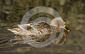 Birds and animals in wildlife. Amazing mallard duck swims in lake or river with blue water under sunlight landscape. Closeup persp