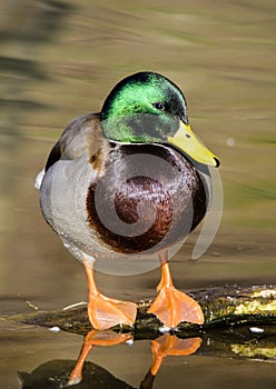 Birds and animals in wildlife. Amazing mallard duck swims in lake or river with blue water under sunlight landscape. Closeup persp