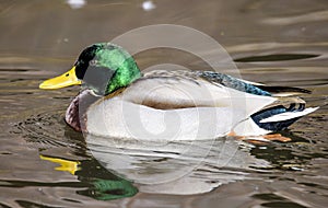 Birds and animals in wildlife. Amazing mallard duck swims in lake or river with blue water under sunlight landscape. Closeup persp