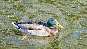 Birds and animals in wildlife concept. Amazing mallard duck swims in lake