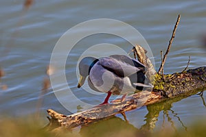 Birds and animals in wildlife concept. Amazing mallard duck swims in lake or river