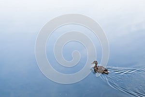 Birds and animals in wildlife concept. An amazing mallard duck swims in a lake or river with blue water on an autumn day