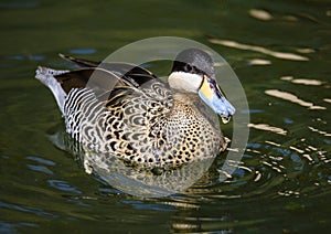 Birds and animals in wildlife concept. Amazing mallard duck swims in lake or river with blue water under sunlight landscape. Close