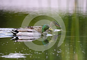 Birds and animals in wildlife concept. Amazing mallard duck swims in lake or river with blue water under sunlight landscape. Close