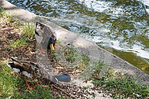 Birds and animals in wildlife concept. Feeding wild ducks with oatmeal