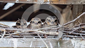 Birds and animals in wildlife. The swallow feeds the baby birds nesting