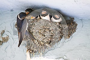 Birds and animals in wildlife. The swallow feeds the baby birds