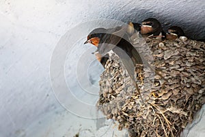 Birds and animals in wildlife. Swallow mom feeding young baby bi