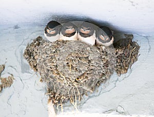 Birds and animals in wildlife. Swallow. Young Barn Swallow patiently awaits feeding from parents