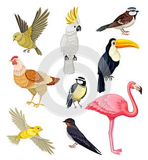 Birds as Warm-blooded Vertebrates or Aves with Feathers and Toothless Beaked Jaws Vector Set photo