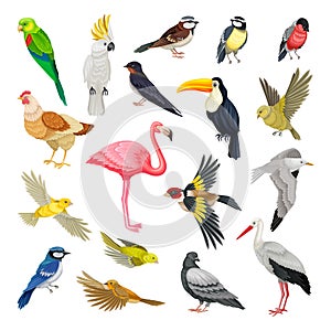 Birds as Warm-blooded Vertebrates or Aves with Feathers and Toothless Beaked Jaws Vector Set photo