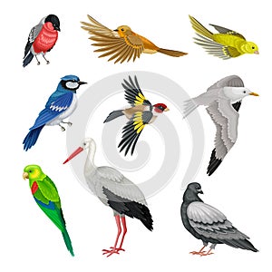 Birds as Warm-blooded Vertebrates or Aves with Feathers and Toothless Beaked Jaws Vector Set photo