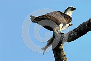 BIRDS- Australia- Close Up of Osprey With Fish