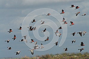 BIRDS-Australia- A Large Flock of Colorful Galah Cockatoos in Flight