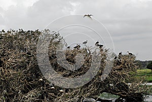 BIRDS- Australia- Panorama of an Ibis Rookery With Many Birds