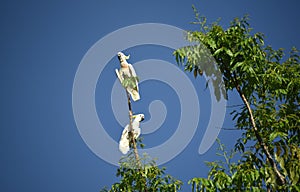 BIRDS- Australia- Two Cute Wild Cockatoos Perched High