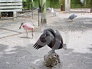 Birds in an aviary at a bird park in Fort Lauderdale