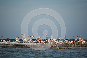 BIRDS- Bahamas- Close Up of a Colorful Flock of Flamingos on a Sea Shoal